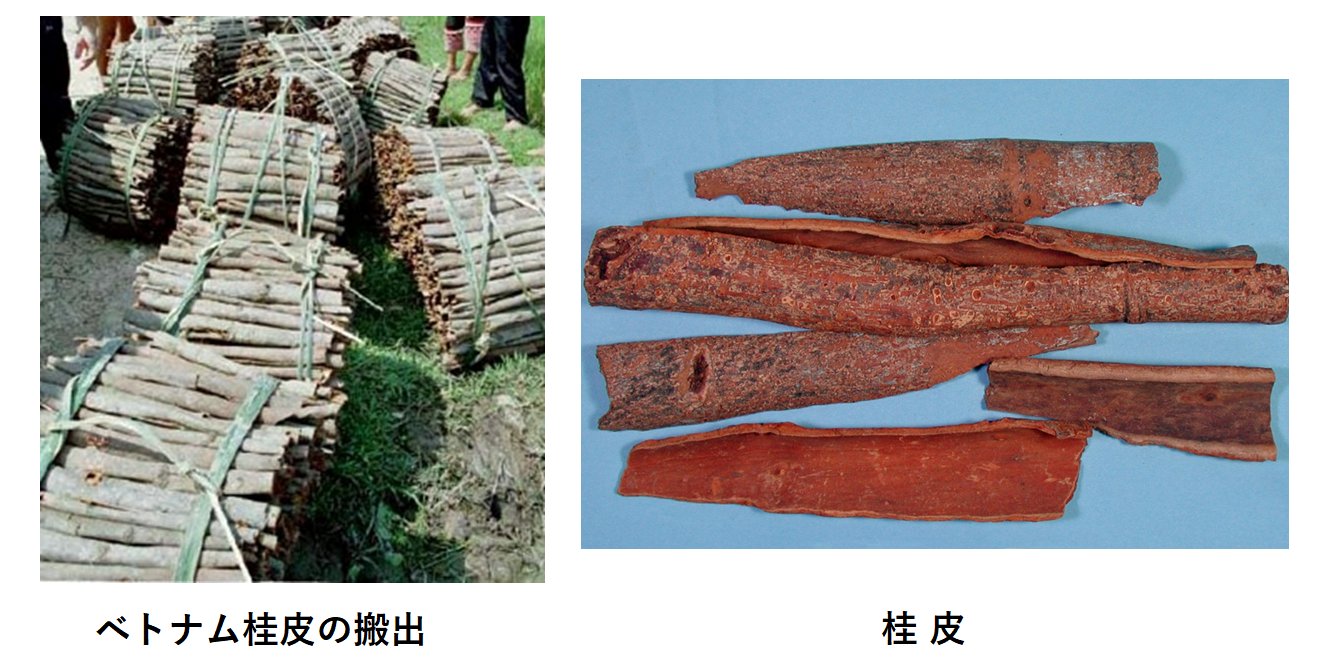 桂皮