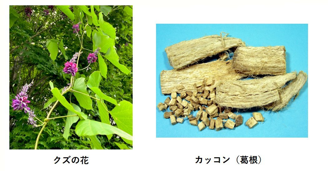 葛根