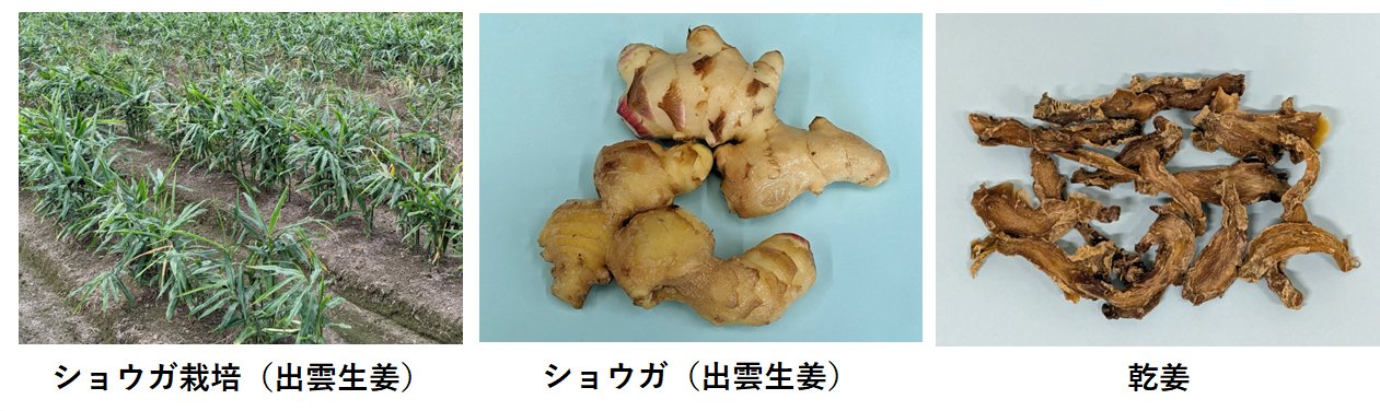 生姜/乾姜