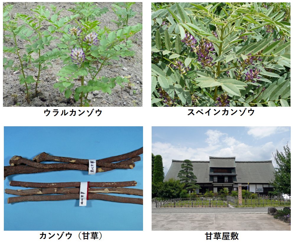甘草