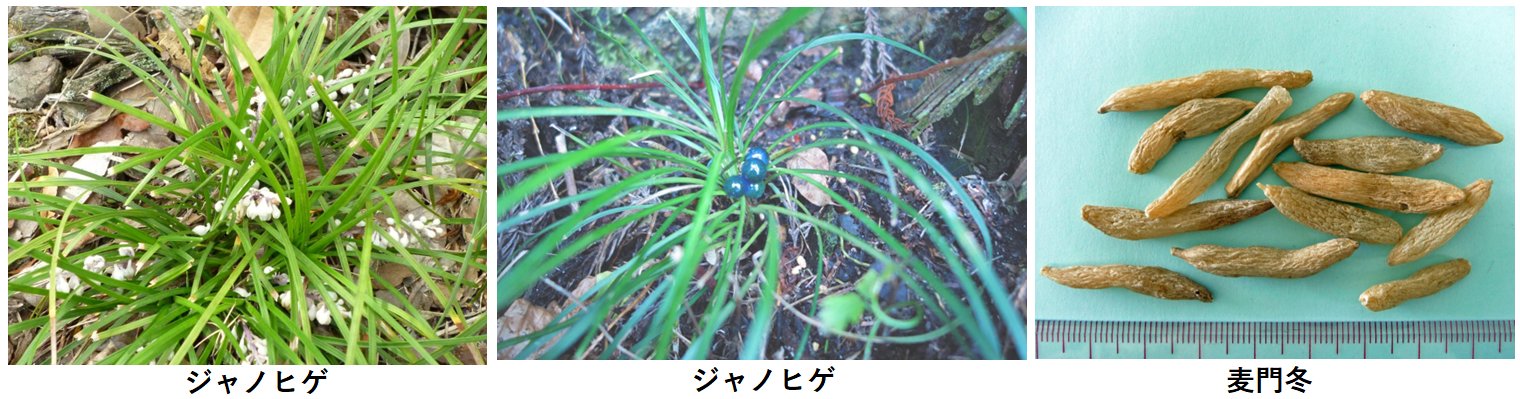 麦門冬