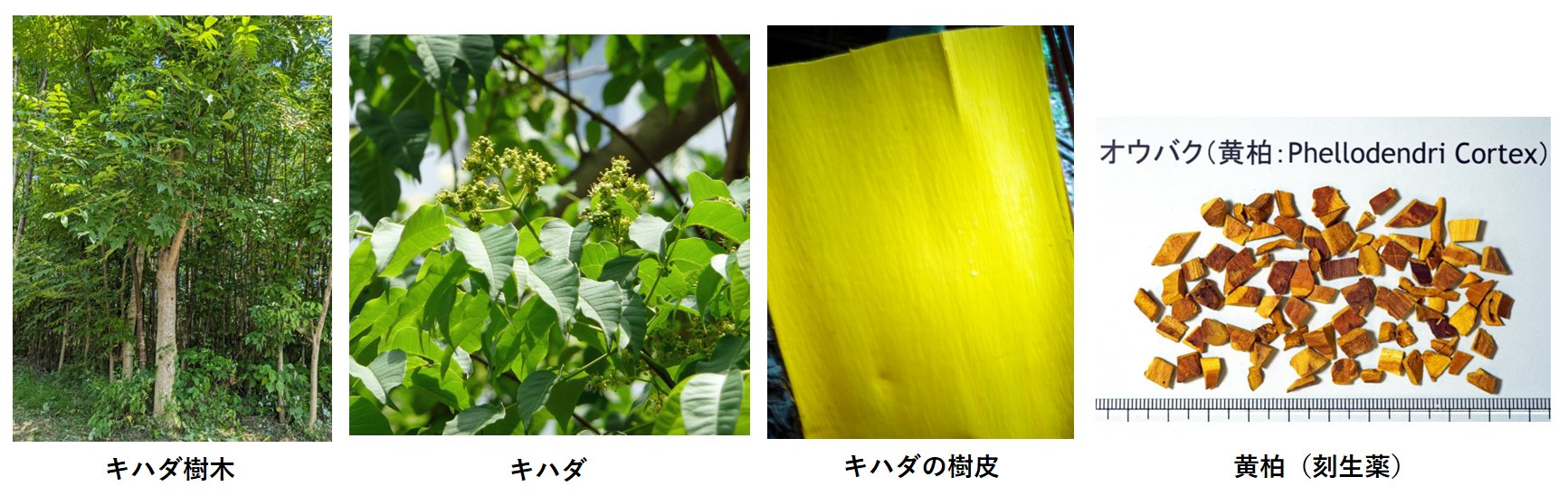 黄柏