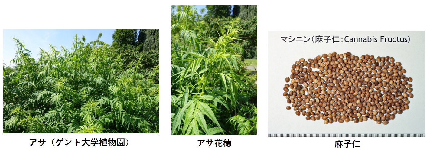 麻子仁