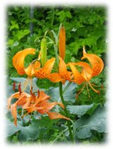 ユリの花も楽しめます
