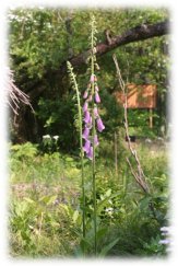 森野旧薬園（奈良）にて