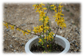 挿し木をしたレンギョウの鉢植え
