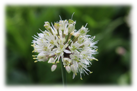 ギョウジャニンニクの花