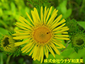 オグルマ オグルマ