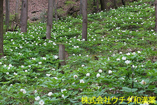 ヤマシャクヤク　ボタン科