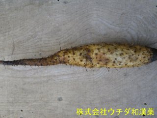 ヤマノイモ　ヤマノイモ科