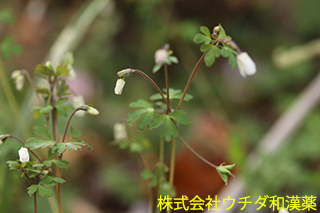 ヒメウズ　キンポウゲ科