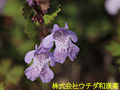 カキドウシ カキドウシ