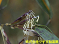 キンメイチク キンメイチク