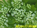 セロリー セロリー