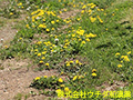 セイヨウタンポポ セイヨウタンポポ