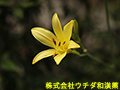 ユウスゲ ユウスゲ