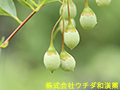 エゴノキ(実) エゴノキ(実)