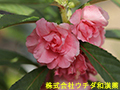 ホウセンカ ホウセンカ