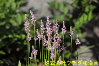 ツルボ　ユリ科