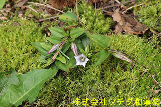 ツルリンドウ　リンドウ科