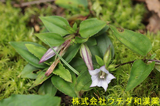 ツルリンドウ　リンドウ科