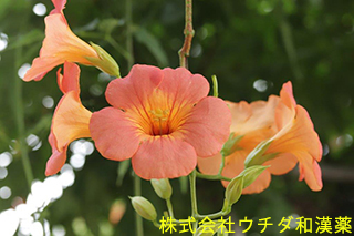 ノウゼンカズラ　ノウゼンカズラ科