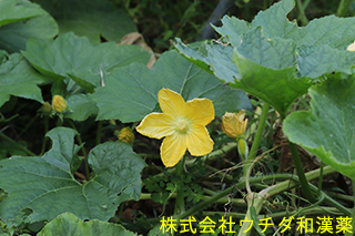 トウガン　ウリ科