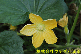 トウガン　ウリ科
