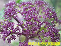 ノダケ ノダケ
