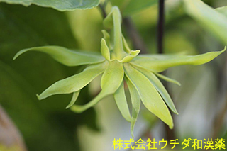 イランイラン　バンレイシ科