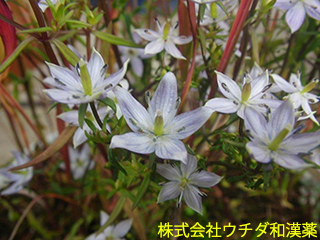ムラサキセンブリ　リンドウ科