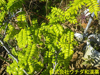 サンショウ（葉）ミカン科