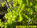 サンショウ(葉) サンショウ(葉)