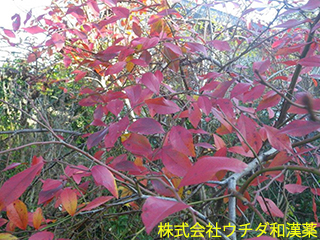 ブルーベリー（葉）ツツジ科
