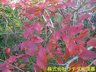 ブルーベリー（葉）ツツジ科