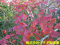 ブルーベリー(葉) ブルーベリー(葉)