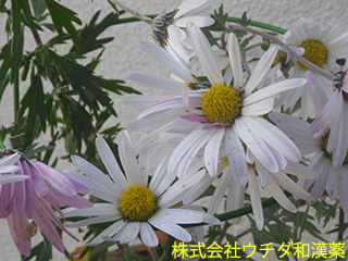 ナカガワノギク　キク科