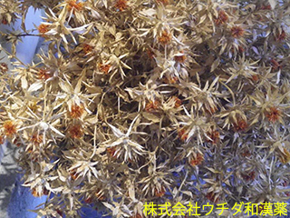 ベニバナ　キク科