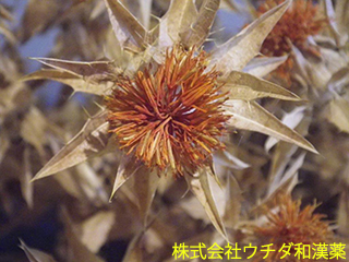 ベニバナ　キク科