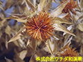 ベニバナ ベニバナ