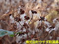 センニンソウ(種子) センニンソウ(種子)