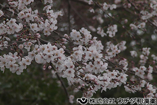 ソメイヨシノ　サクラ科