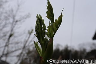 タラノキ　ウコギ科