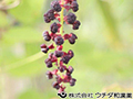 ミツバアケビ ミツバアケビ