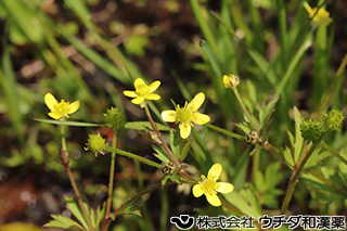 キツネノボタン　キンポウゲ科