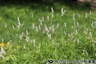 イブキトラノオ　タデ科