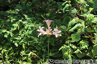 ナツズイセン　ヒガンバナ科