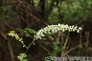 サラシナショウマ　キンポウゲ科