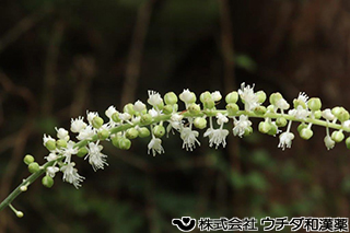 サラシナショウマ　キンポウゲ科