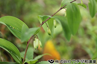 アマドコロ　ユリ科